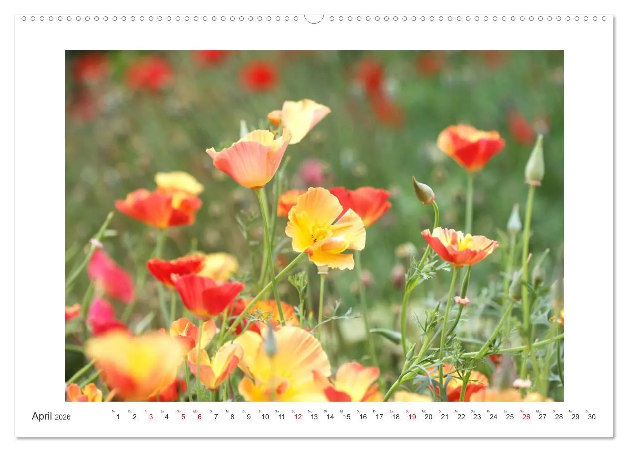 Bild: 9783457859933 | Blüten eines Sommers (Wandkalender 2026 DIN A2 quer), CALVENDO...
