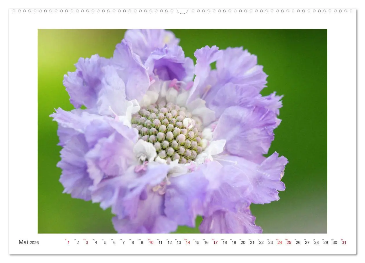 Bild: 9783457859933 | Blüten eines Sommers (Wandkalender 2026 DIN A2 quer), CALVENDO...