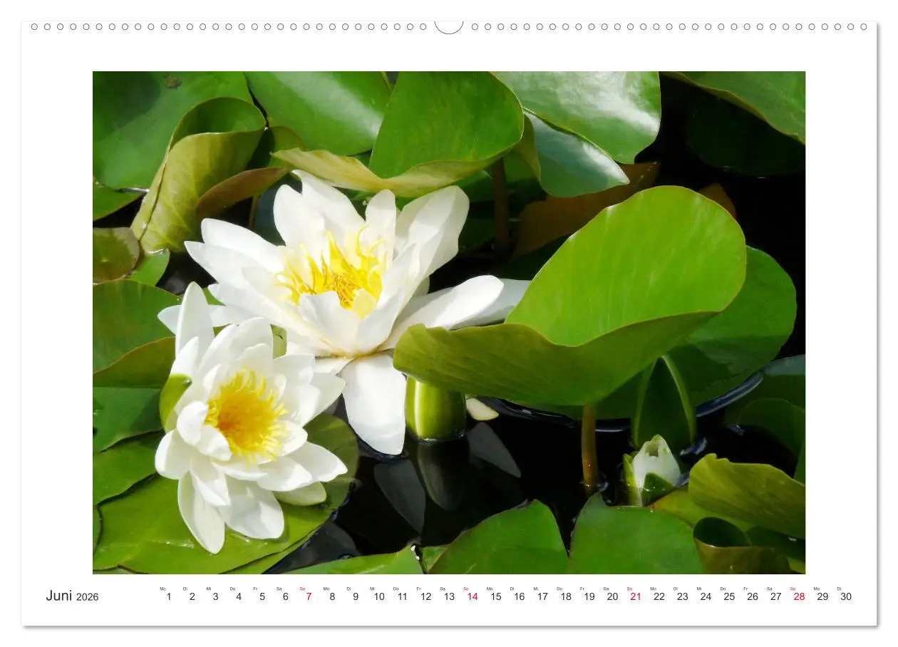 Bild: 9783457859933 | Blüten eines Sommers (Wandkalender 2026 DIN A2 quer), CALVENDO...