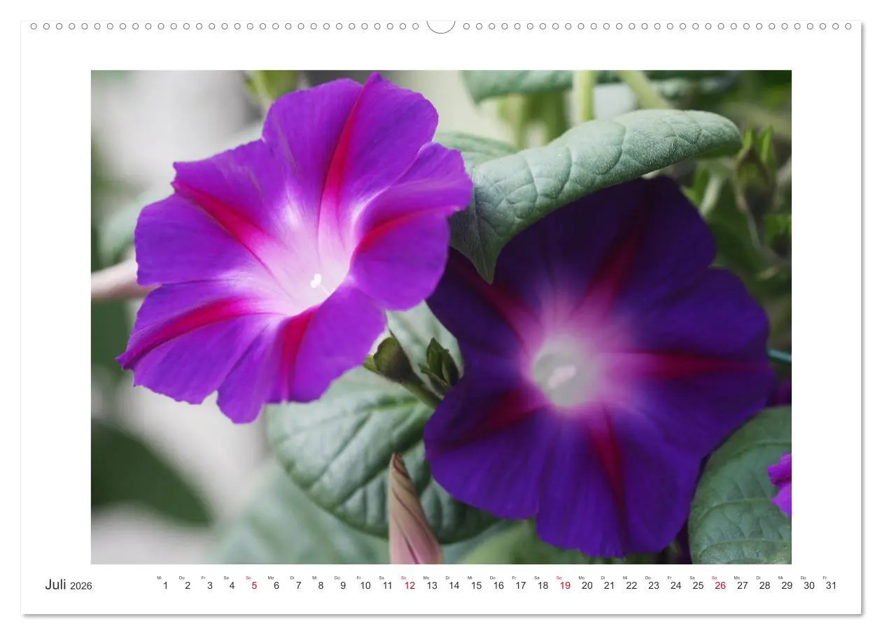 Bild: 9783457859933 | Blüten eines Sommers (Wandkalender 2026 DIN A2 quer), CALVENDO...