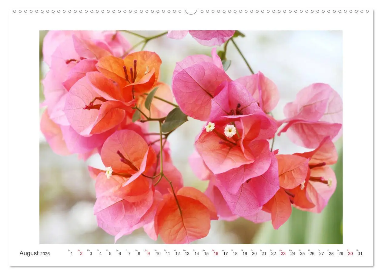 Bild: 9783457859933 | Blüten eines Sommers (Wandkalender 2026 DIN A2 quer), CALVENDO...
