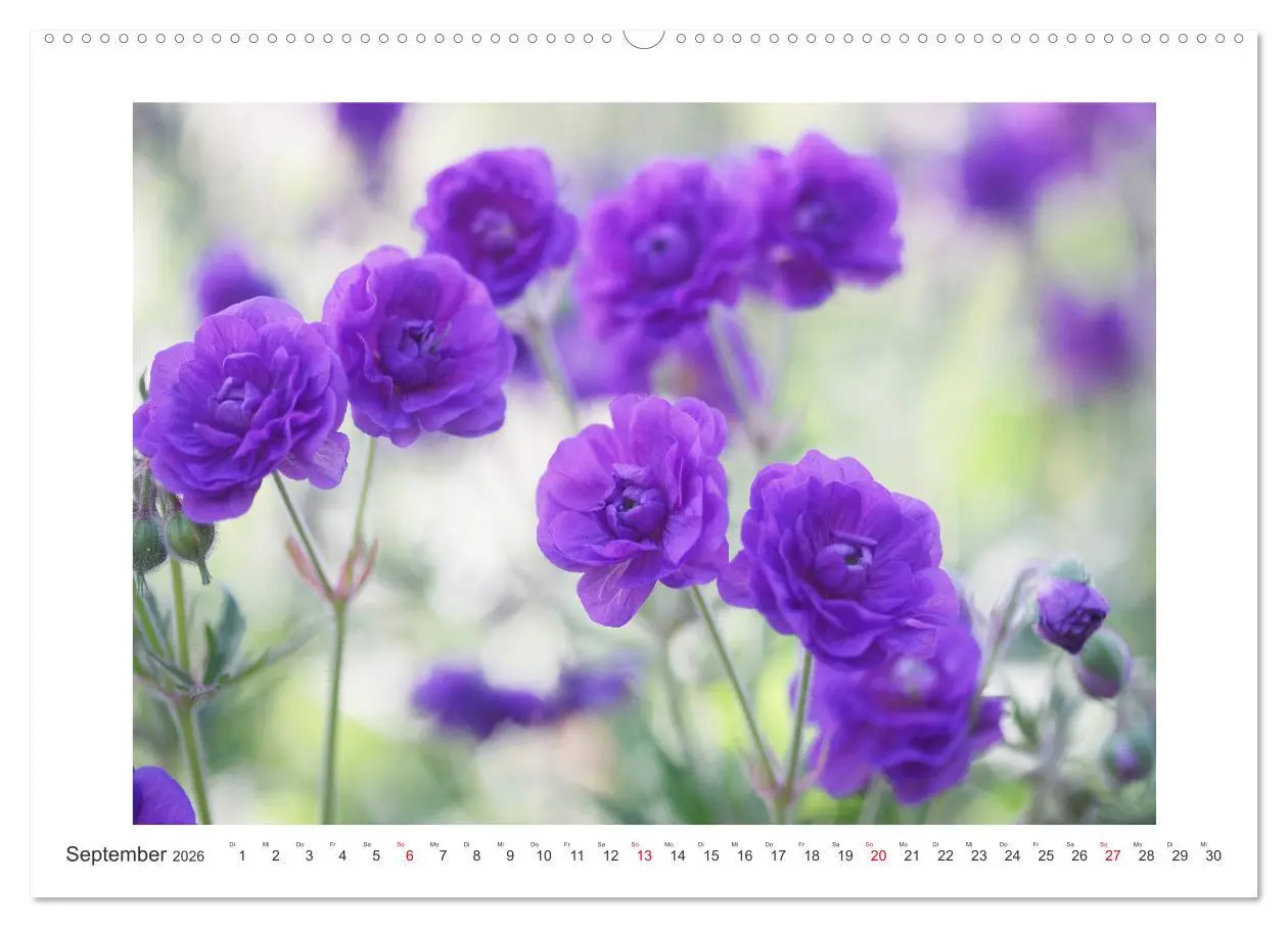 Bild: 9783457859933 | Blüten eines Sommers (Wandkalender 2026 DIN A2 quer), CALVENDO...