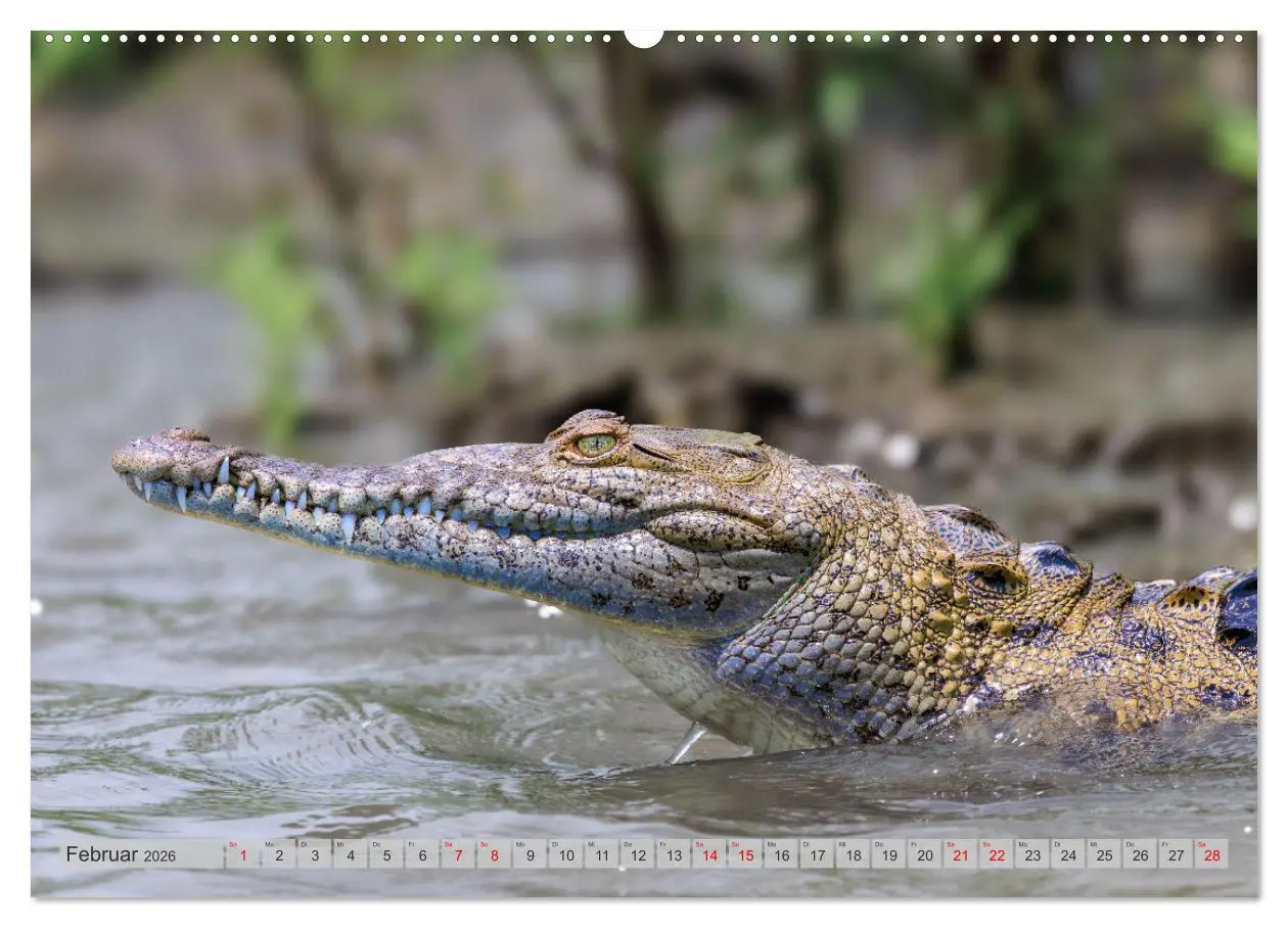 Bild: 9783457280034 | Tropenparadies zwischen Ozeanen Costa Rica (Wandkalender 2026 DIN...