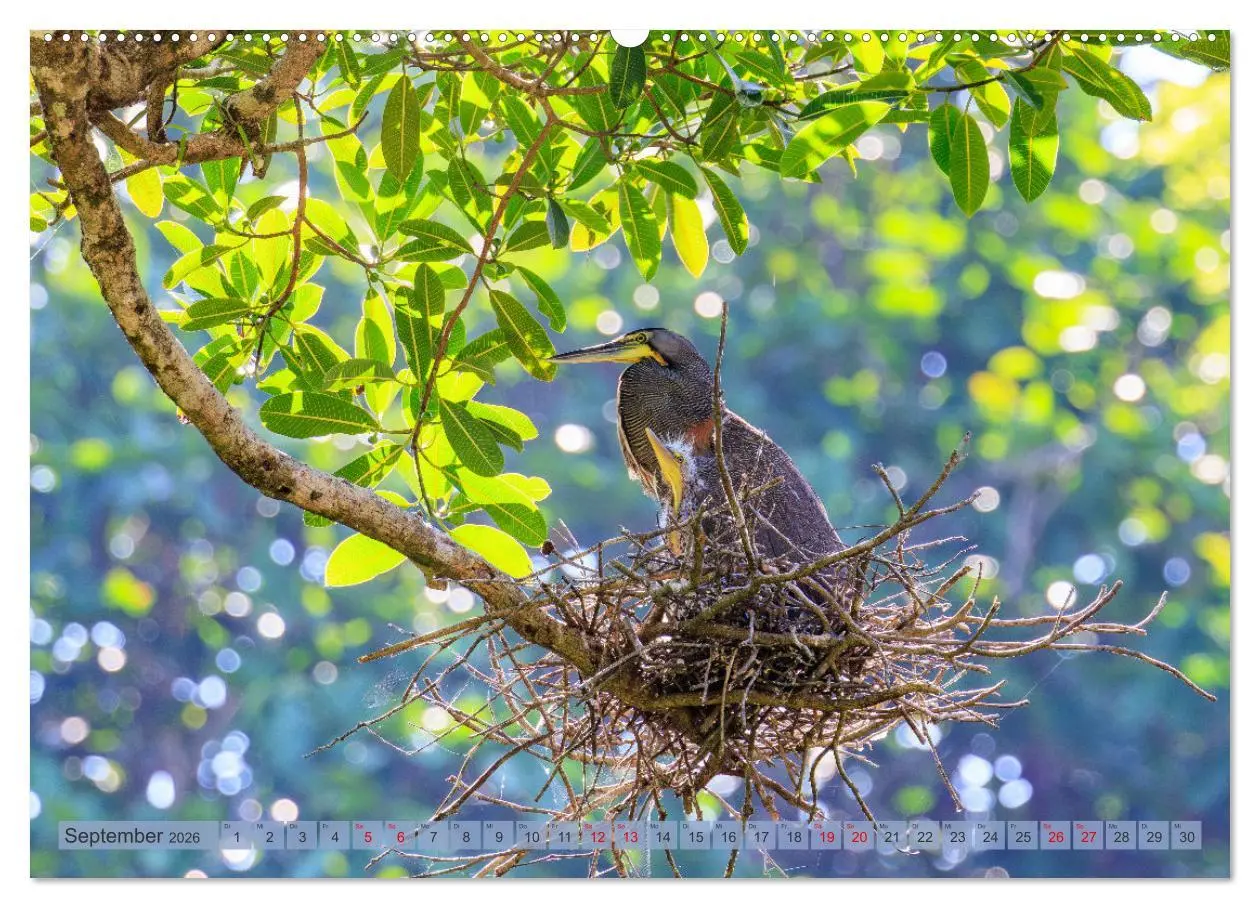 Bild: 9783457280034 | Tropenparadies zwischen Ozeanen Costa Rica (Wandkalender 2026 DIN...