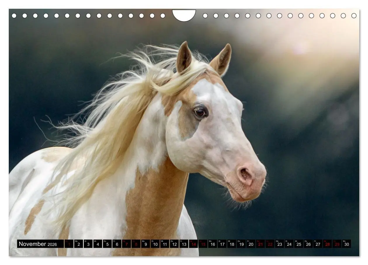 Bild: 9783457650134 | Faszination Westernpferde (Wandkalender 2026 DIN A4 quer), CALVENDO...