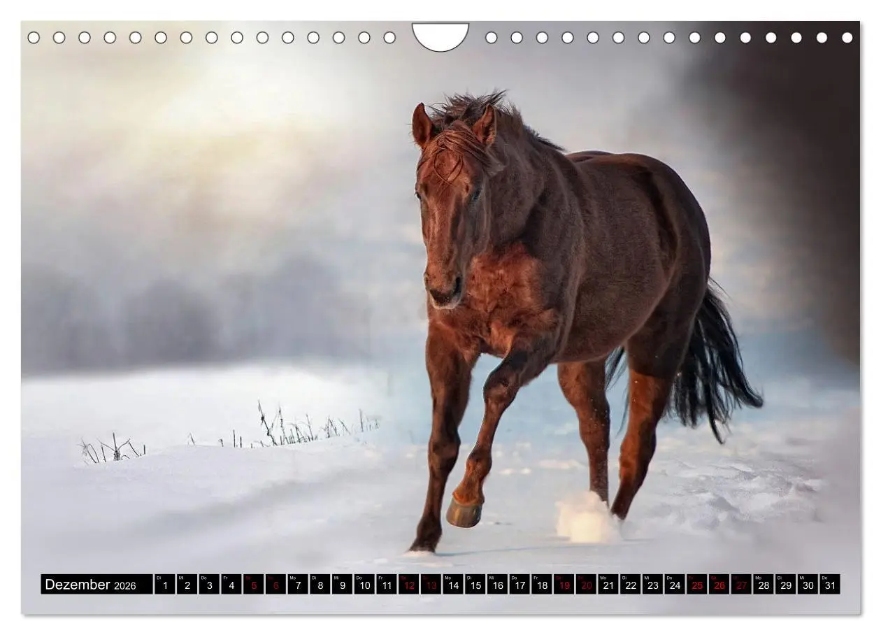 Bild: 9783457650134 | Faszination Westernpferde (Wandkalender 2026 DIN A4 quer), CALVENDO...