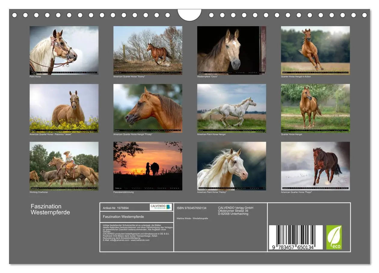 Bild: 9783457650134 | Faszination Westernpferde (Wandkalender 2026 DIN A4 quer), CALVENDO...