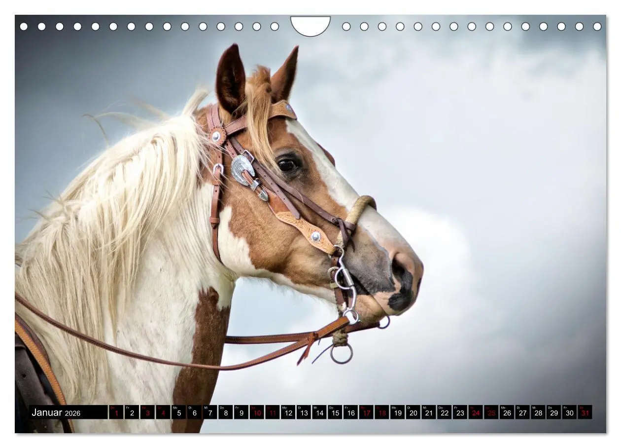Bild: 9783457650134 | Faszination Westernpferde (Wandkalender 2026 DIN A4 quer), CALVENDO...