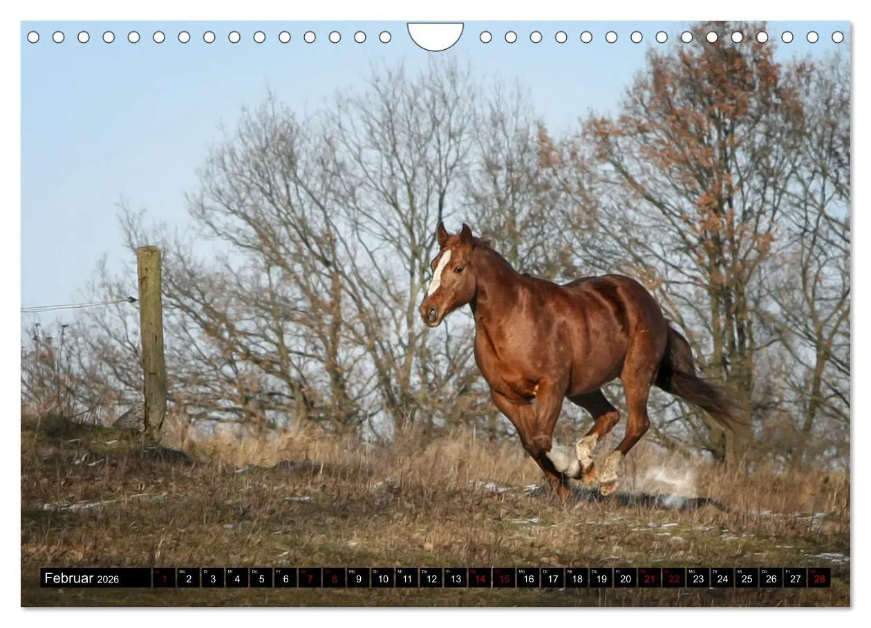 Bild: 9783457650134 | Faszination Westernpferde (Wandkalender 2026 DIN A4 quer), CALVENDO...