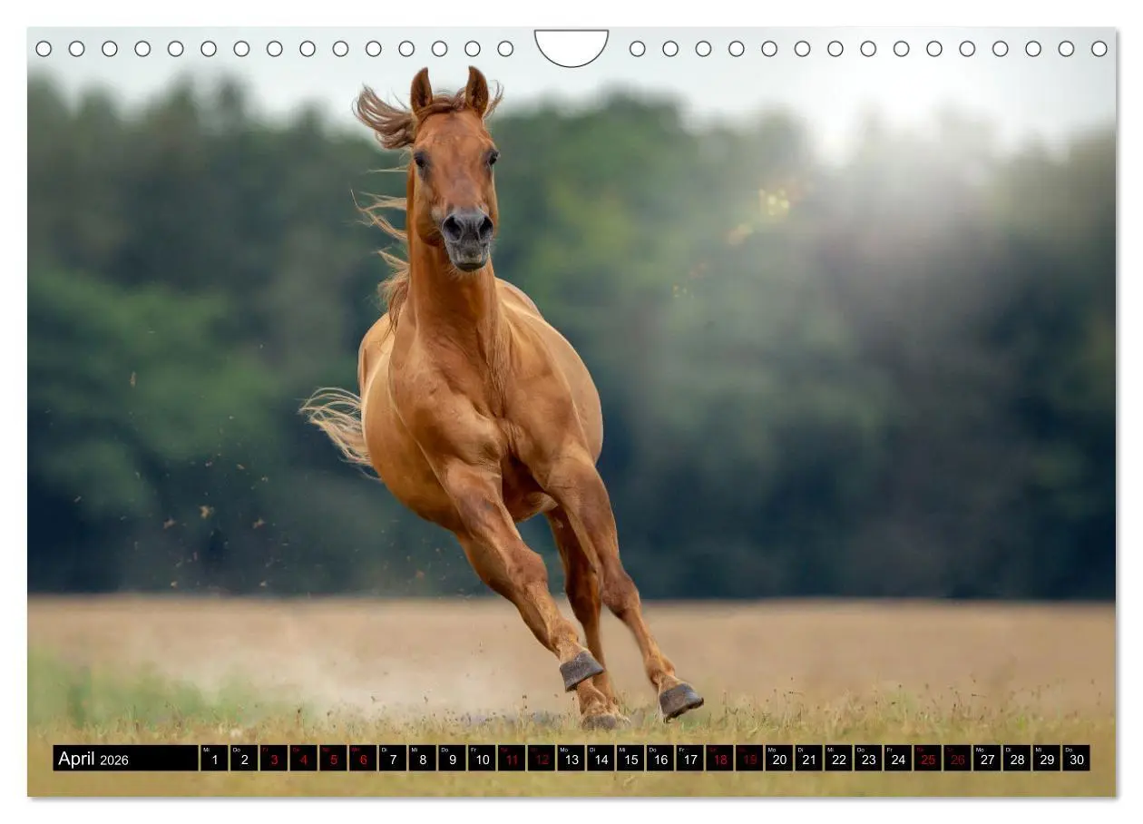 Bild: 9783457650134 | Faszination Westernpferde (Wandkalender 2026 DIN A4 quer), CALVENDO...