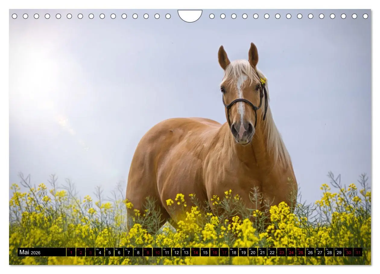 Bild: 9783457650134 | Faszination Westernpferde (Wandkalender 2026 DIN A4 quer), CALVENDO...