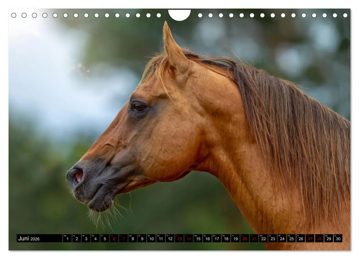 Bild: 9783457650134 | Faszination Westernpferde (Wandkalender 2026 DIN A4 quer), CALVENDO...