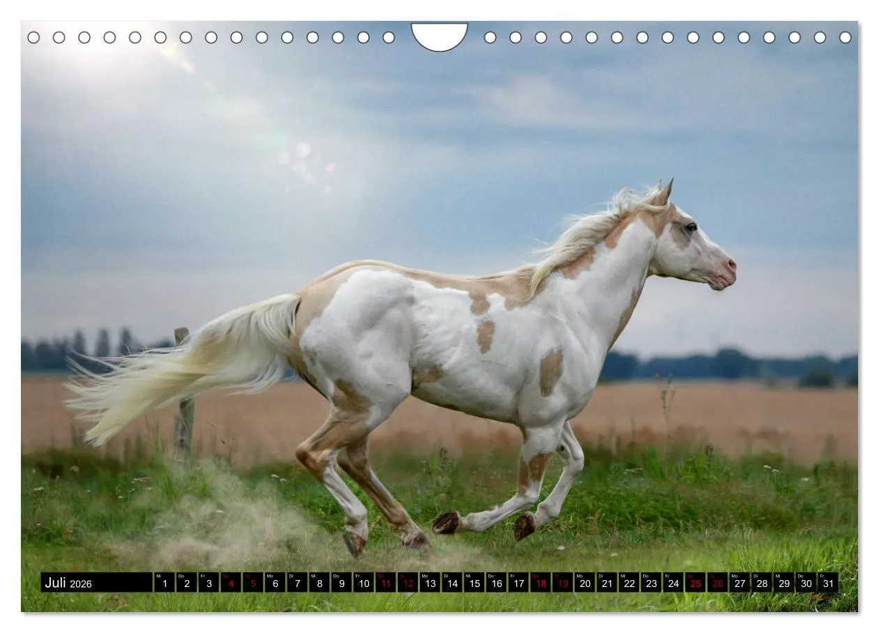 Bild: 9783457650134 | Faszination Westernpferde (Wandkalender 2026 DIN A4 quer), CALVENDO...