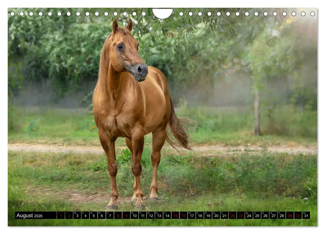 Bild: 9783457650134 | Faszination Westernpferde (Wandkalender 2026 DIN A4 quer), CALVENDO...