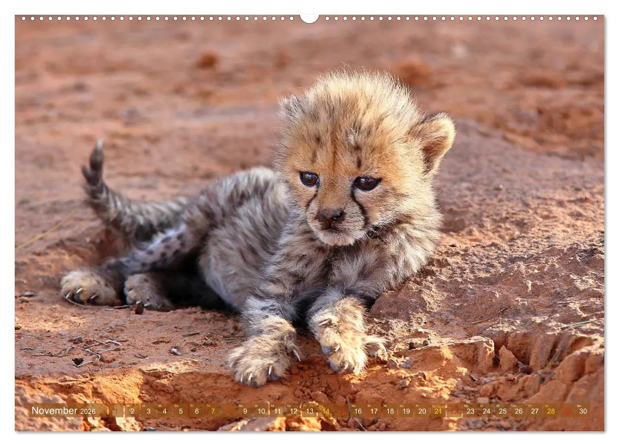 Bild: 9783516050134 | Geparden - Begegnungen in Afrika (Wandkalender 2026 DIN A2 quer),...