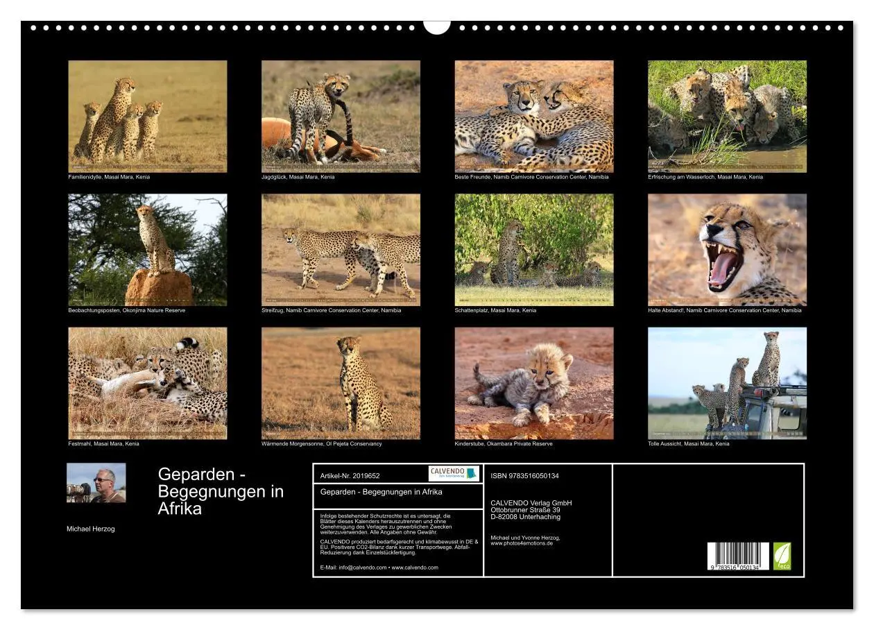 Bild: 9783516050134 | Geparden - Begegnungen in Afrika (Wandkalender 2026 DIN A2 quer),...