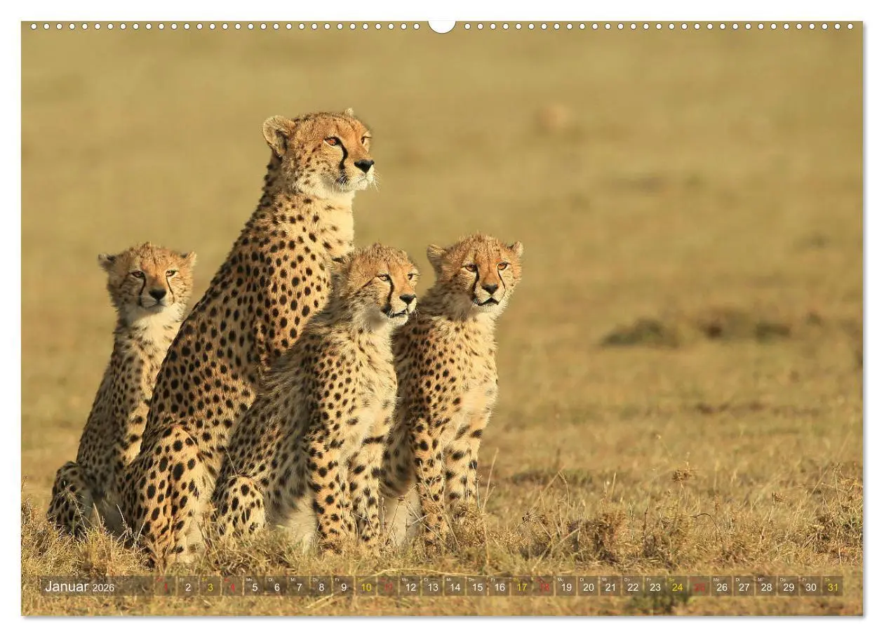 Bild: 9783516050134 | Geparden - Begegnungen in Afrika (Wandkalender 2026 DIN A2 quer),...