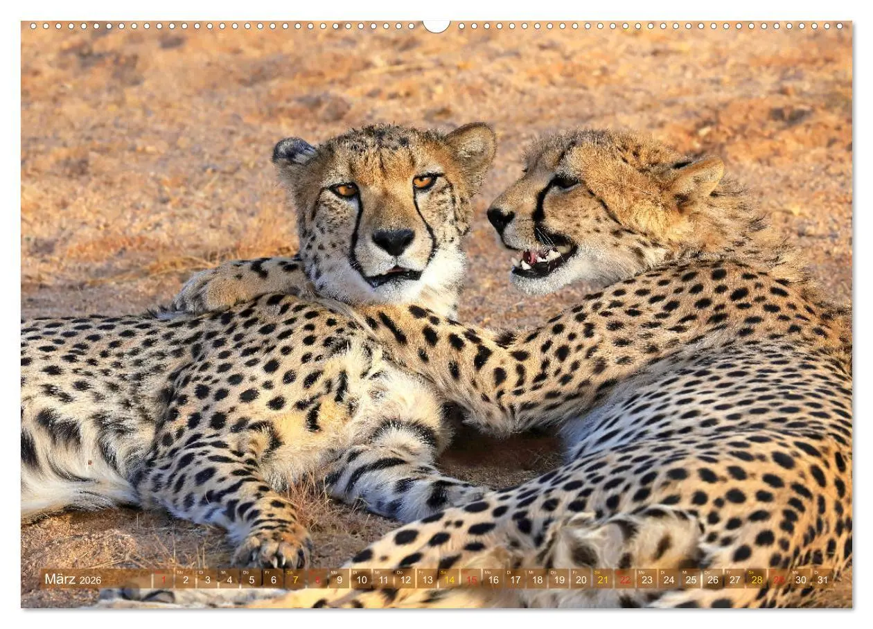 Bild: 9783516050134 | Geparden - Begegnungen in Afrika (Wandkalender 2026 DIN A2 quer),...