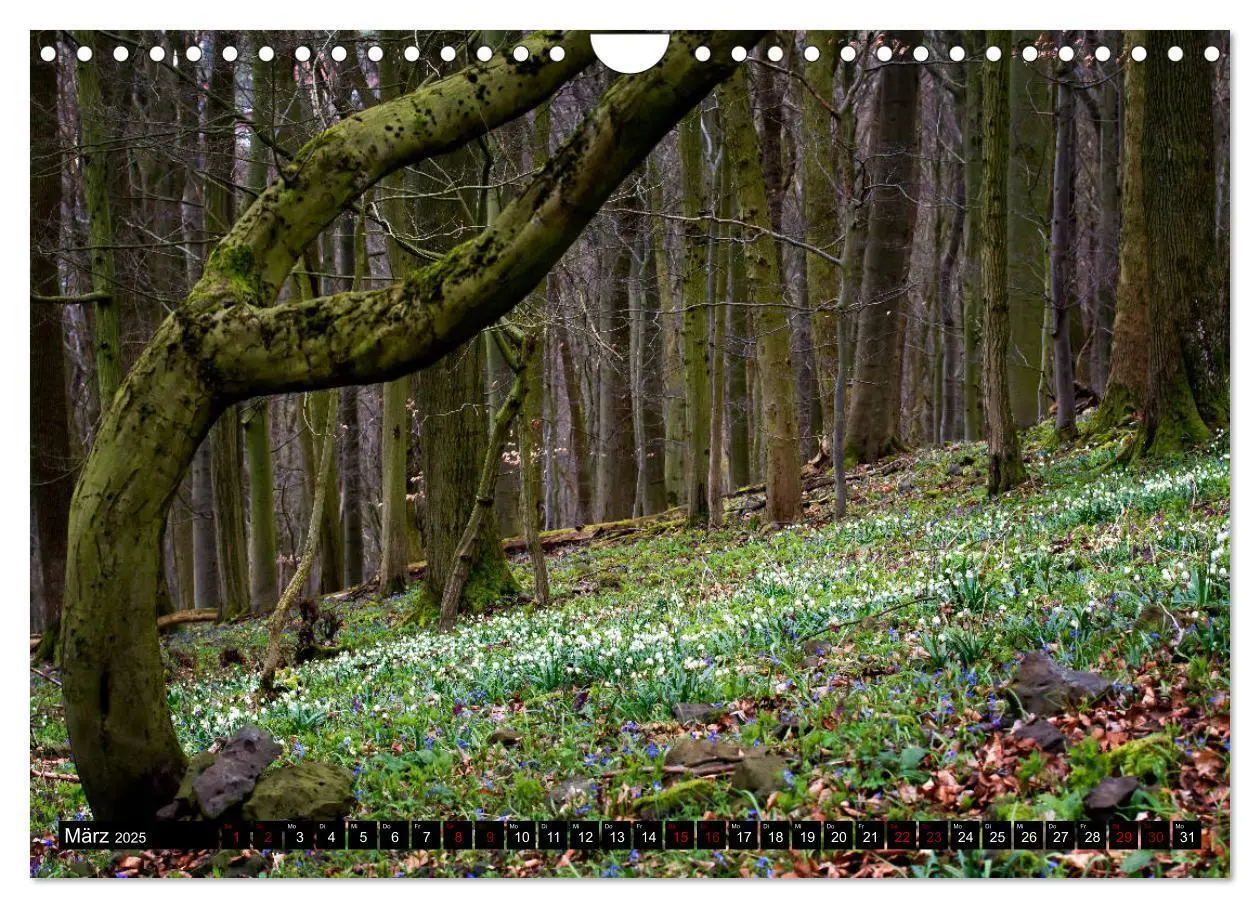 Bild: 9783435390434 | Die Rhön (Wandkalender 2025 DIN A4 quer), CALVENDO Monatskalender