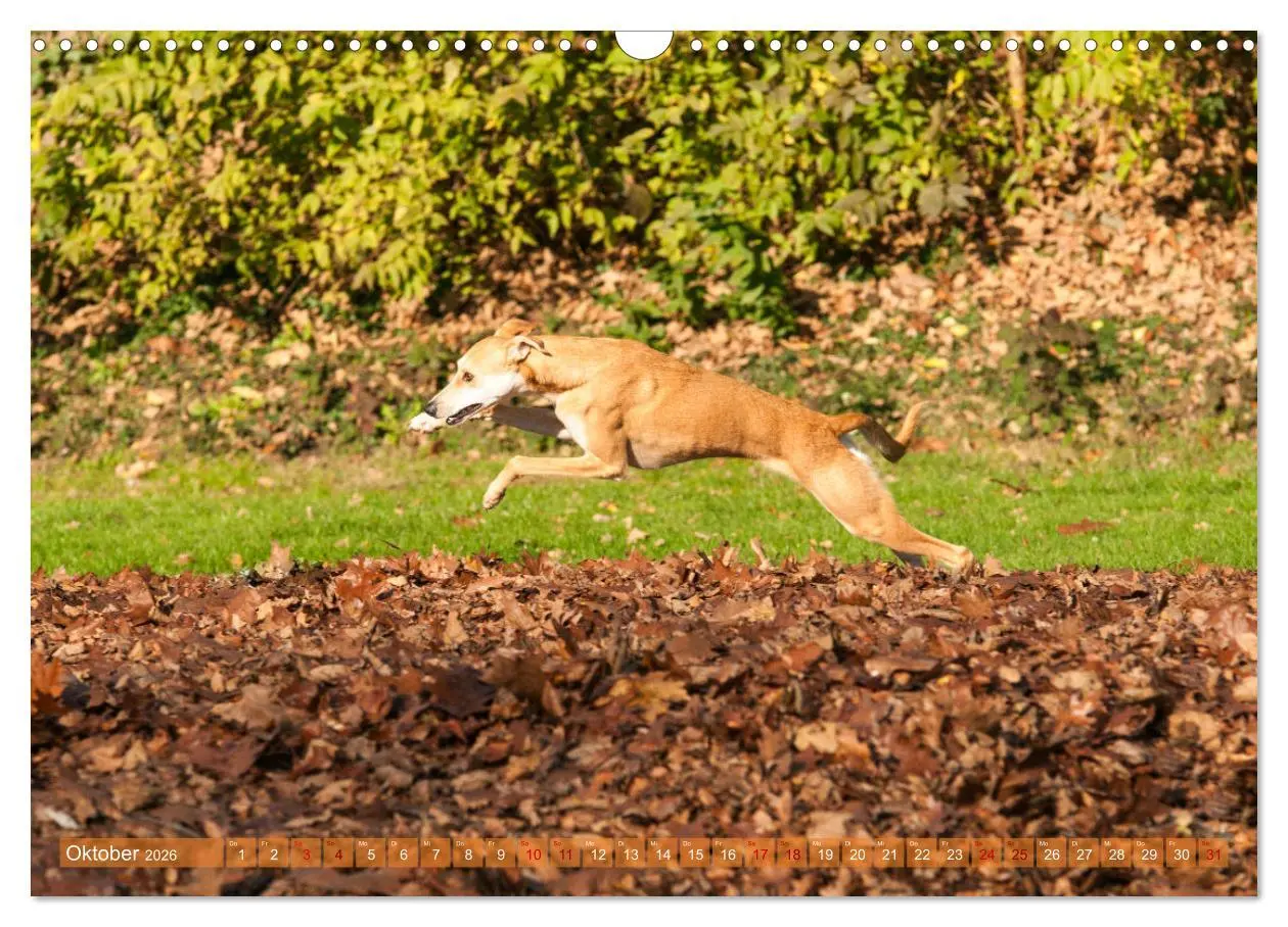 Bild: 9783457620434 | Witziger Windhund - Portugiesischer Galgo (Wandkalender 2026 DIN A3...
