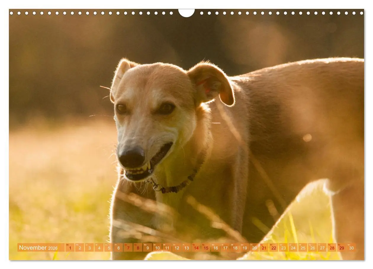 Bild: 9783457620434 | Witziger Windhund - Portugiesischer Galgo (Wandkalender 2026 DIN A3...