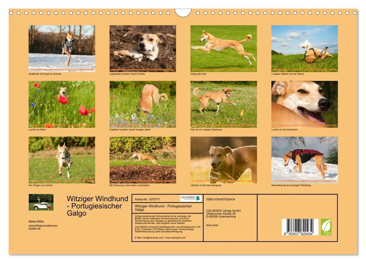 Bild: 9783457620434 | Witziger Windhund - Portugiesischer Galgo (Wandkalender 2026 DIN A3...