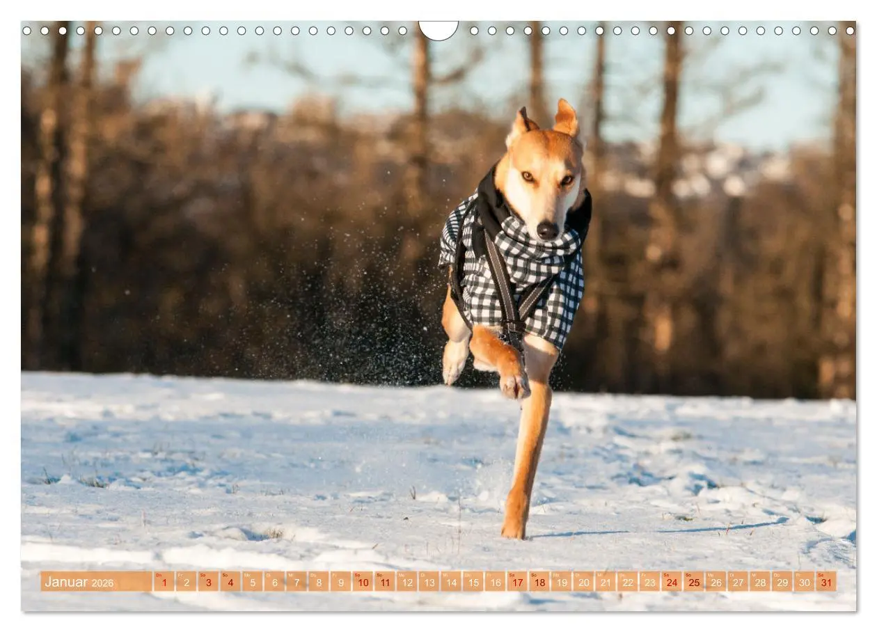 Bild: 9783457620434 | Witziger Windhund - Portugiesischer Galgo (Wandkalender 2026 DIN A3...
