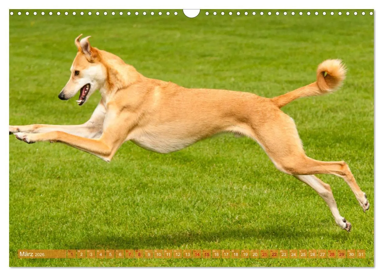 Bild: 9783457620434 | Witziger Windhund - Portugiesischer Galgo (Wandkalender 2026 DIN A3...