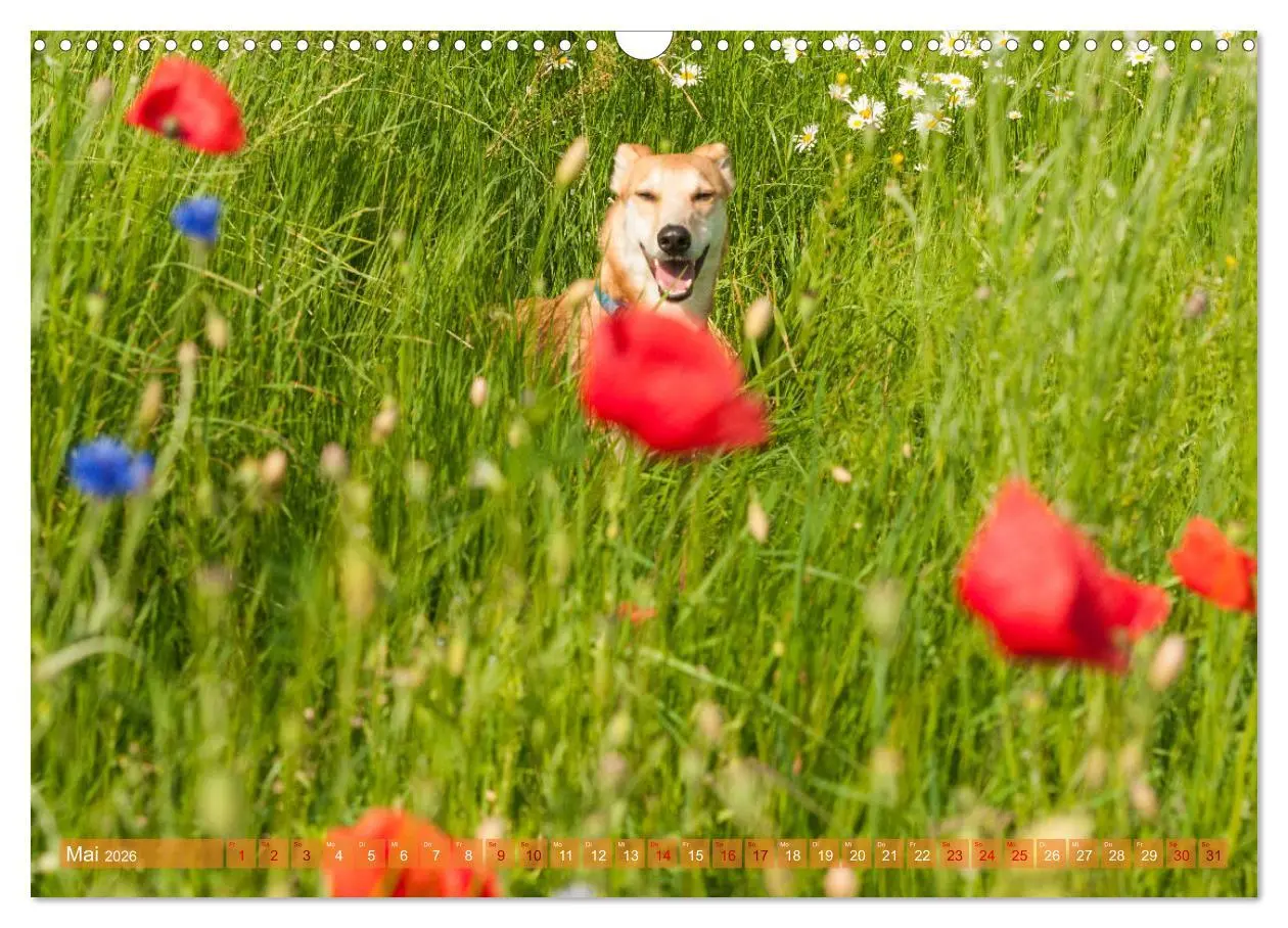 Bild: 9783457620434 | Witziger Windhund - Portugiesischer Galgo (Wandkalender 2026 DIN A3...