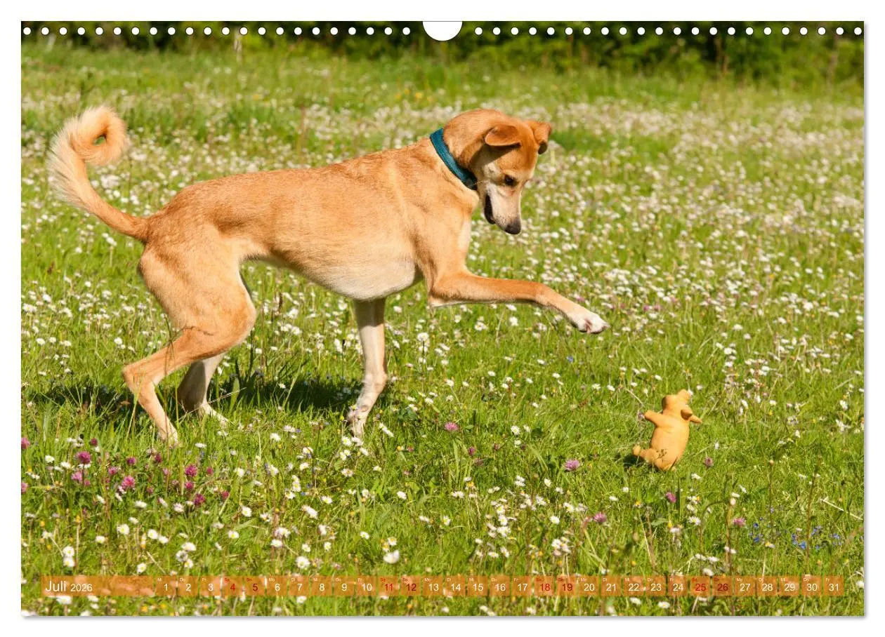 Bild: 9783457620434 | Witziger Windhund - Portugiesischer Galgo (Wandkalender 2026 DIN A3...