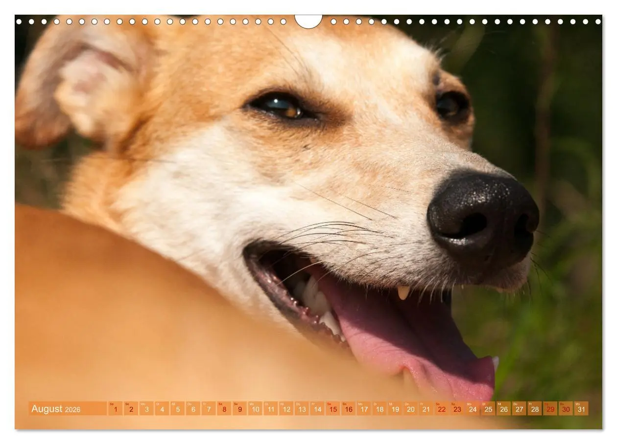 Bild: 9783457620434 | Witziger Windhund - Portugiesischer Galgo (Wandkalender 2026 DIN A3...
