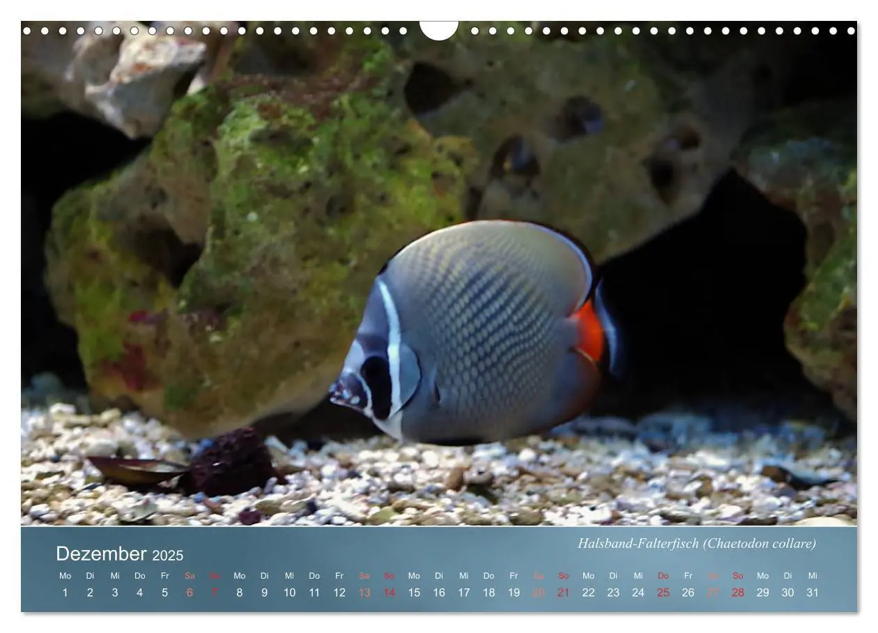 Bild: 9783435690534 | Bunte Riffbewohner - Fische, Anemonen und noch viel mehr...