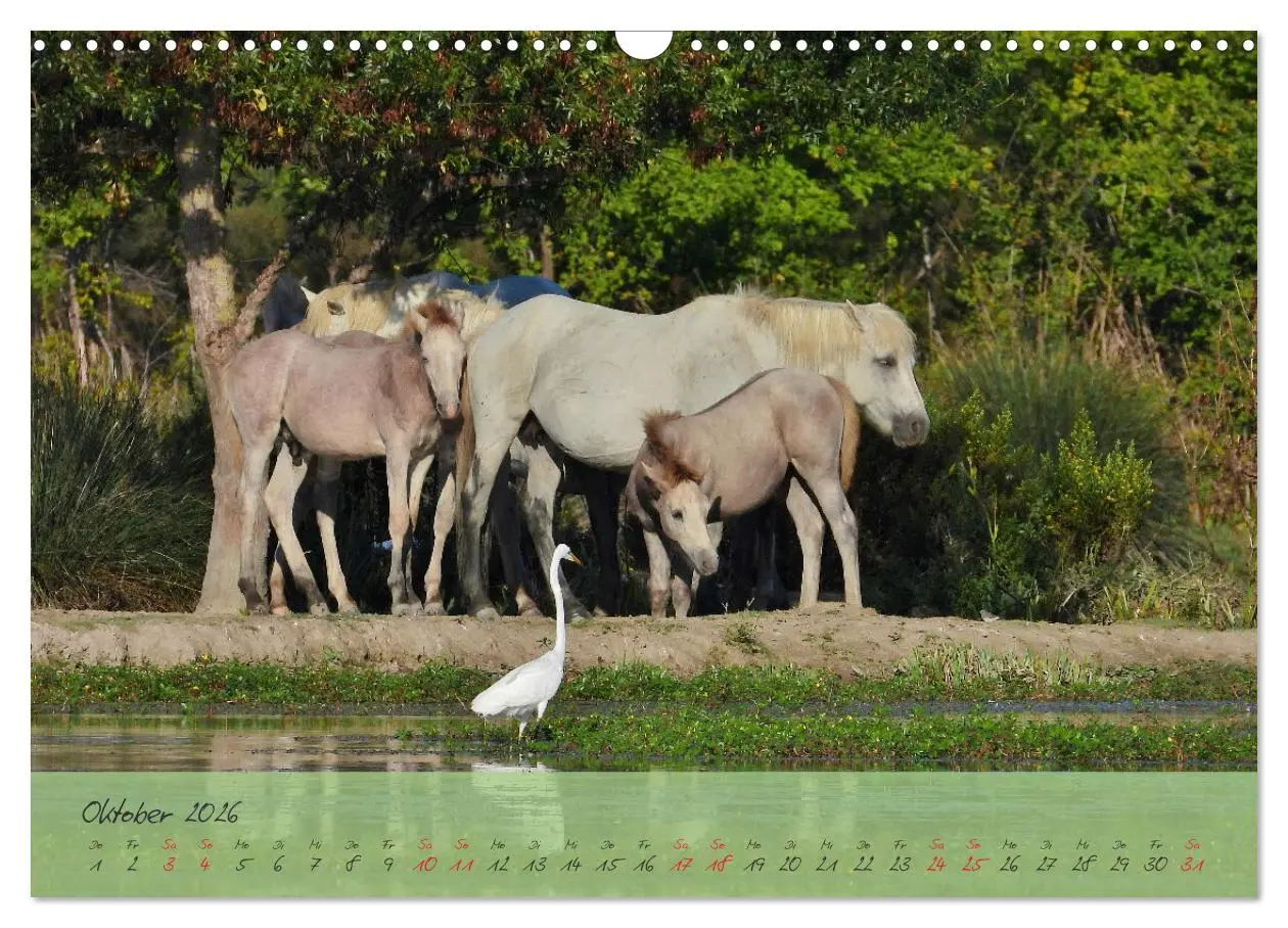 Bild: 9783457780534 | Wildes Südfrankreich (Wandkalender 2026 DIN A3 quer), CALVENDO...