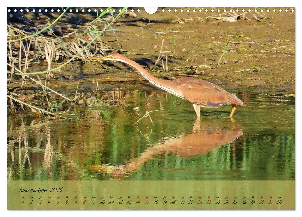 Bild: 9783457780534 | Wildes Südfrankreich (Wandkalender 2026 DIN A3 quer), CALVENDO...