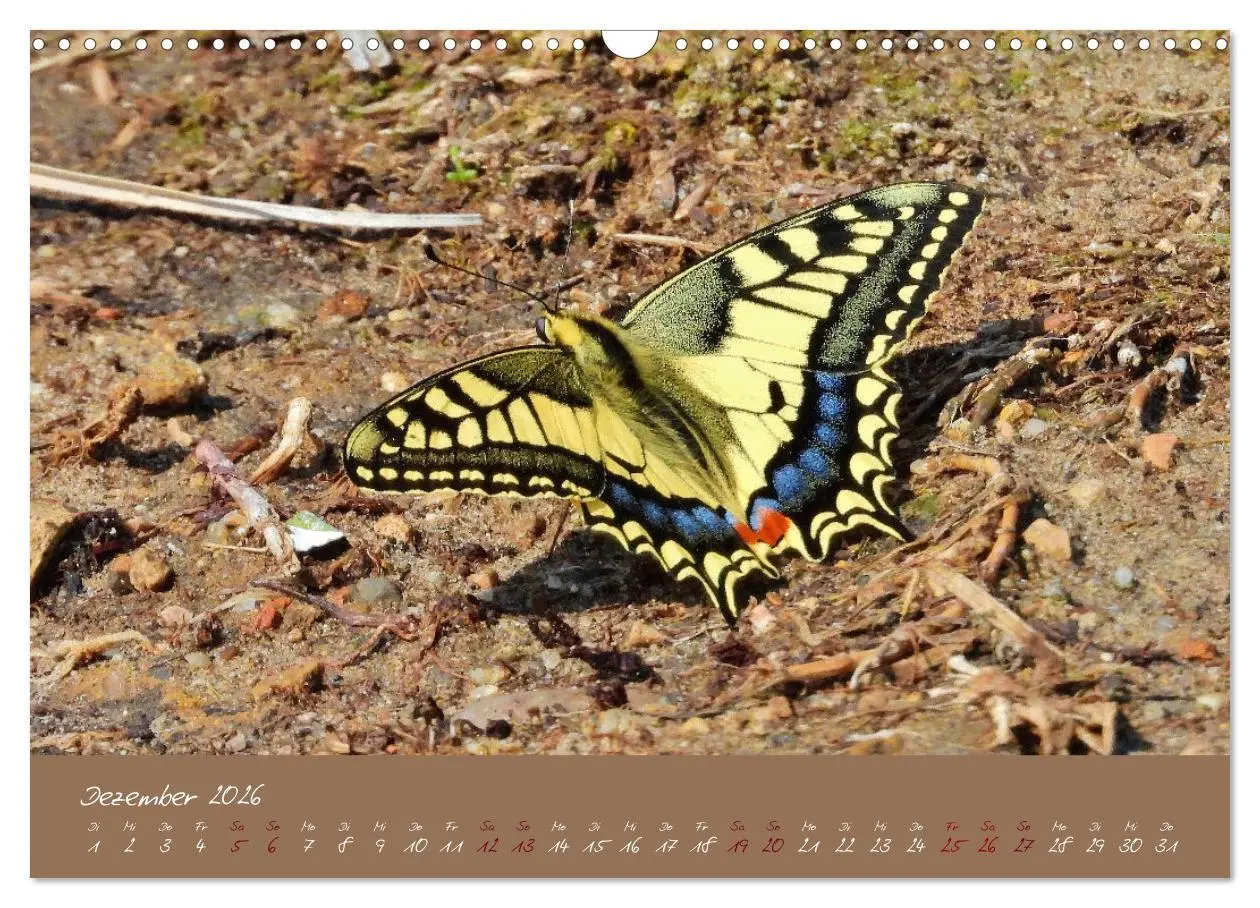 Bild: 9783457780534 | Wildes Südfrankreich (Wandkalender 2026 DIN A3 quer), CALVENDO...