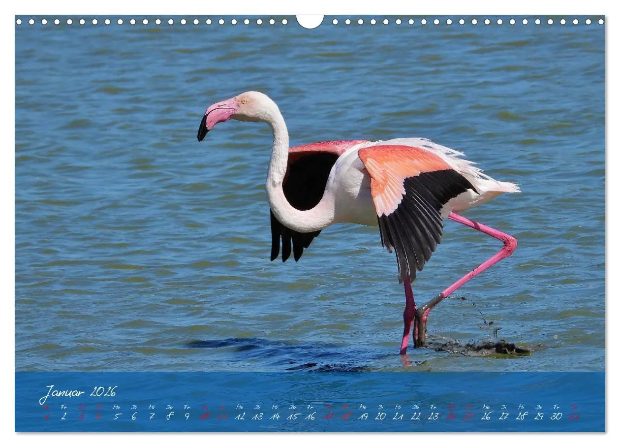 Bild: 9783457780534 | Wildes Südfrankreich (Wandkalender 2026 DIN A3 quer), CALVENDO...