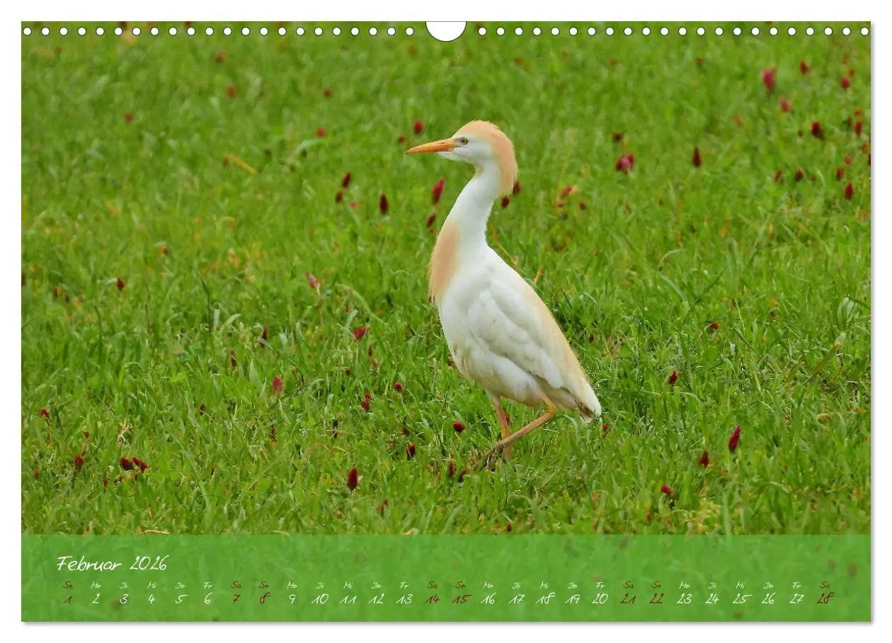 Bild: 9783457780534 | Wildes Südfrankreich (Wandkalender 2026 DIN A3 quer), CALVENDO...