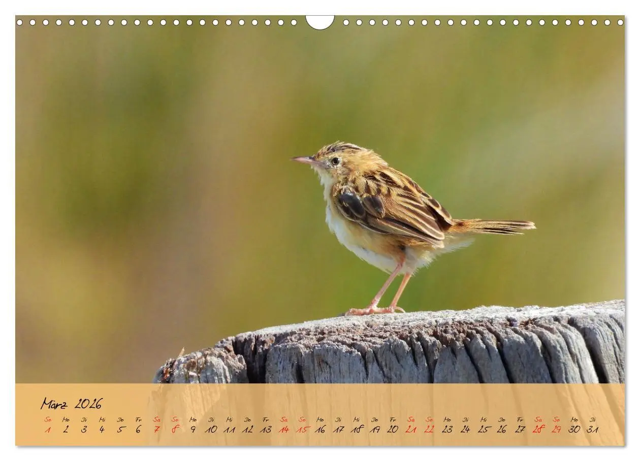 Bild: 9783457780534 | Wildes Südfrankreich (Wandkalender 2026 DIN A3 quer), CALVENDO...