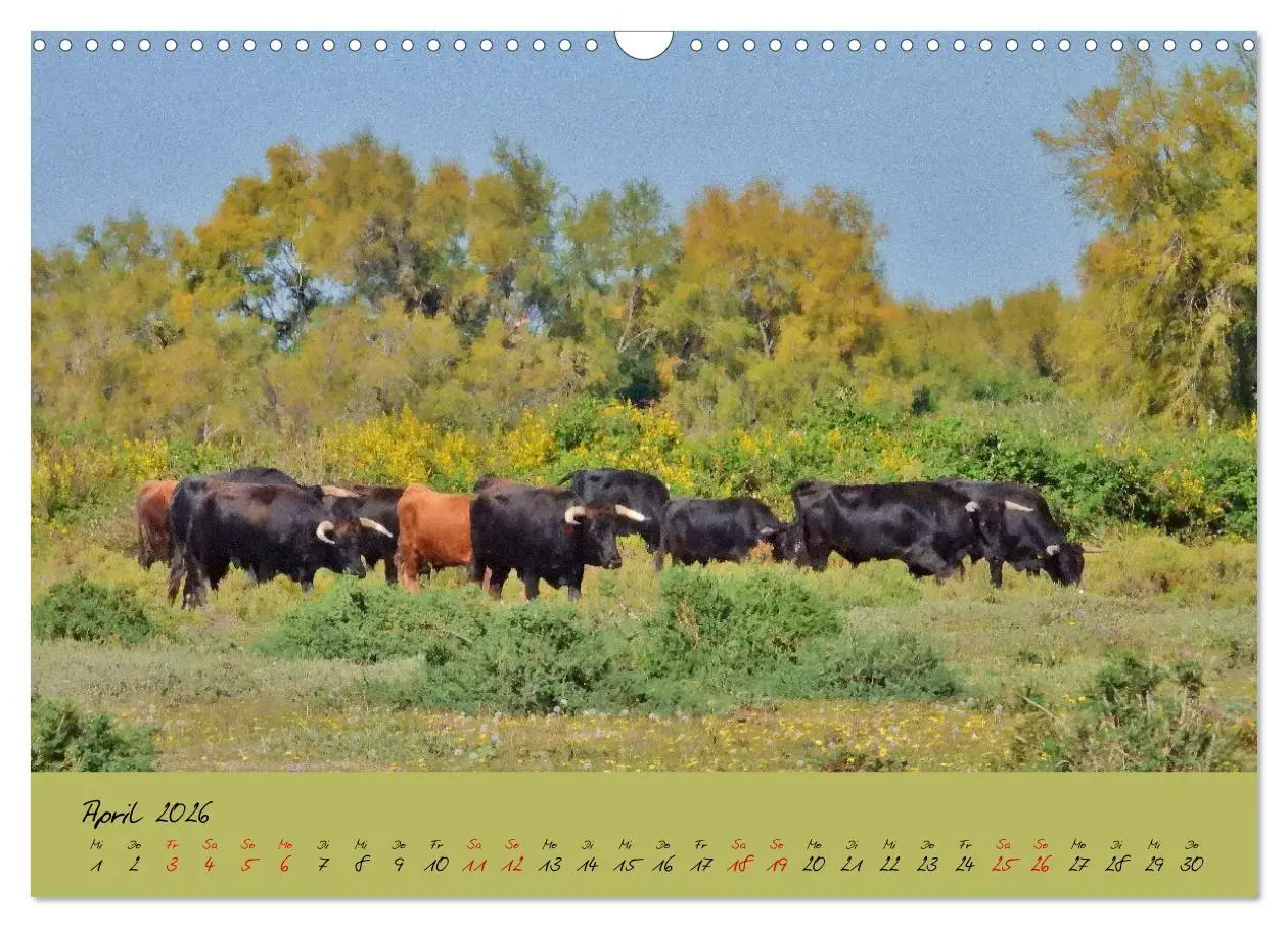 Bild: 9783457780534 | Wildes Südfrankreich (Wandkalender 2026 DIN A3 quer), CALVENDO...