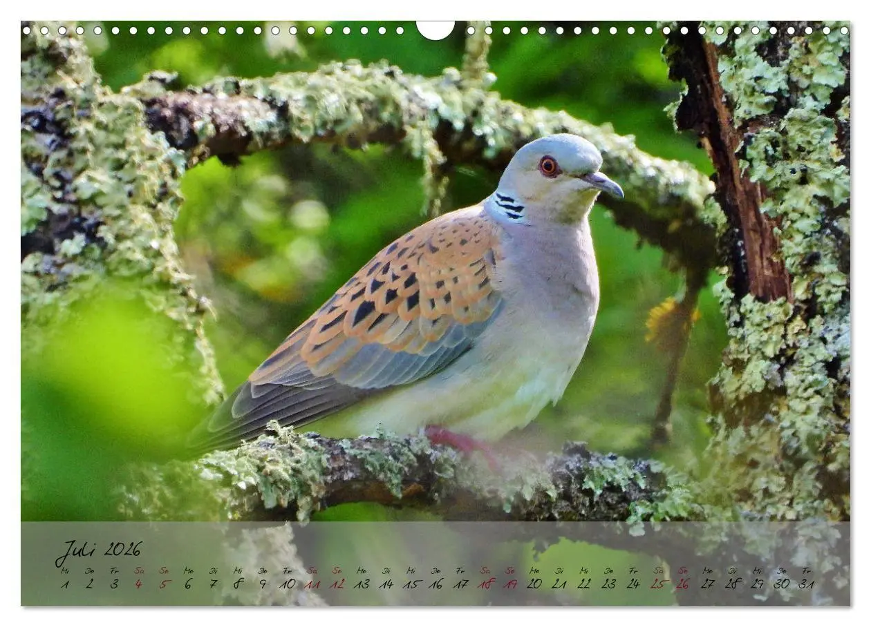 Bild: 9783457780534 | Wildes Südfrankreich (Wandkalender 2026 DIN A3 quer), CALVENDO...