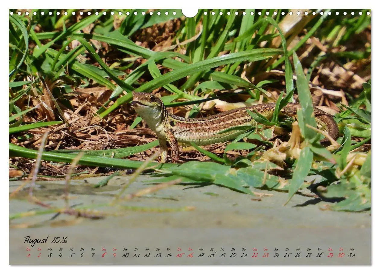 Bild: 9783457780534 | Wildes Südfrankreich (Wandkalender 2026 DIN A3 quer), CALVENDO...