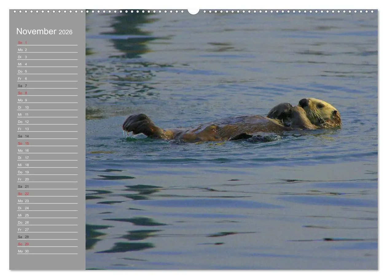 Bild: 9783516010534 | Otter. Frech, laut und clever (Wandkalender 2026 DIN A2 quer),...