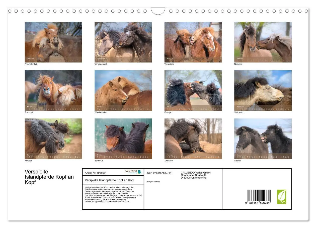Bild: 9783457520734 | Verspielte Islandpferde Kopf an Kopf (Wandkalender 2026 DIN A3...