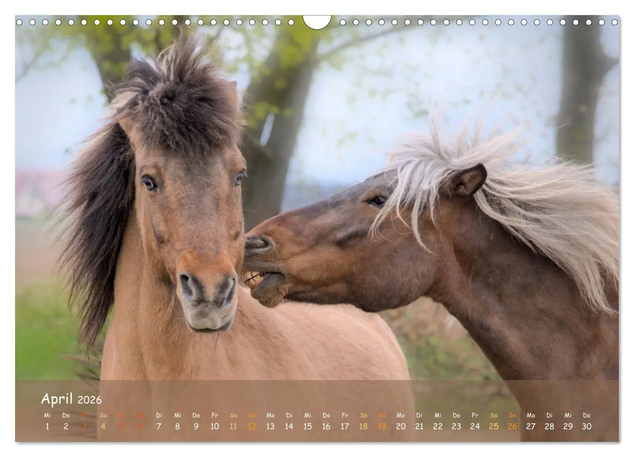 Bild: 9783457520734 | Verspielte Islandpferde Kopf an Kopf (Wandkalender 2026 DIN A3...