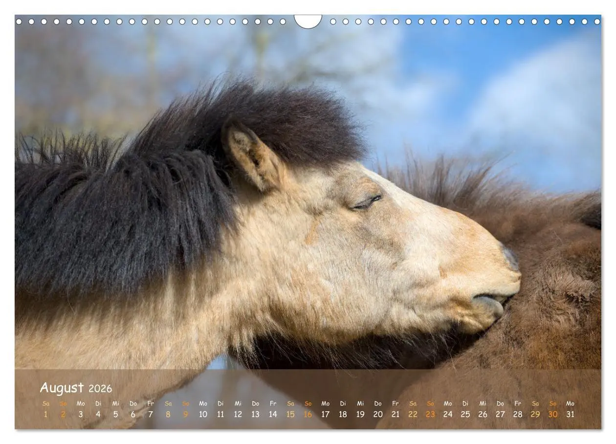Bild: 9783457520734 | Verspielte Islandpferde Kopf an Kopf (Wandkalender 2026 DIN A3...