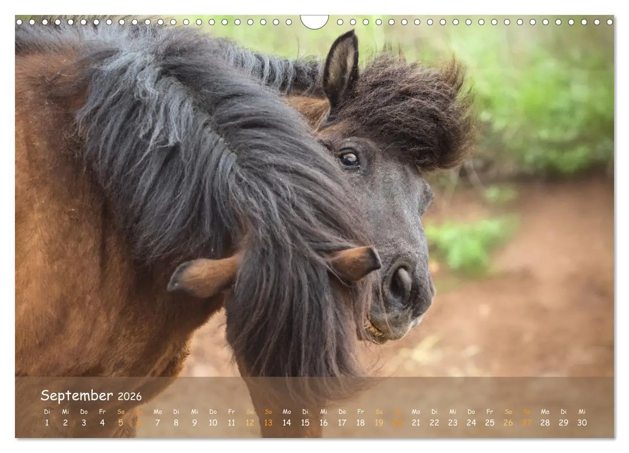 Bild: 9783457520734 | Verspielte Islandpferde Kopf an Kopf (Wandkalender 2026 DIN A3...