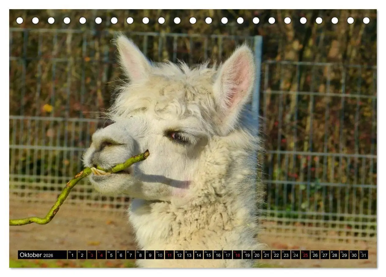 Bild: 9783516220834 | Alpakas und Lamas (Tischkalender 2026 DIN A5 quer), CALVENDO...