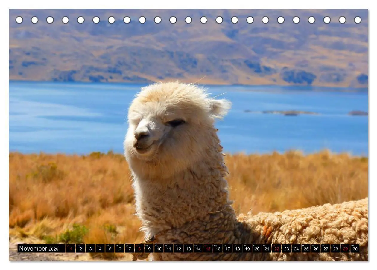 Bild: 9783516220834 | Alpakas und Lamas (Tischkalender 2026 DIN A5 quer), CALVENDO...
