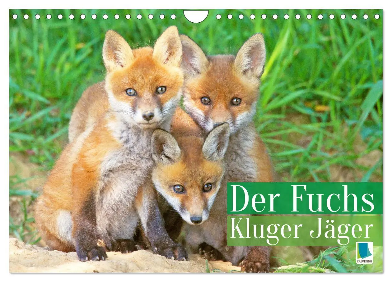 Cover: 9783516600834 | Der Fuchs: Kluger Jäger (Wandkalender 2026 DIN A4 quer), CALVENDO...