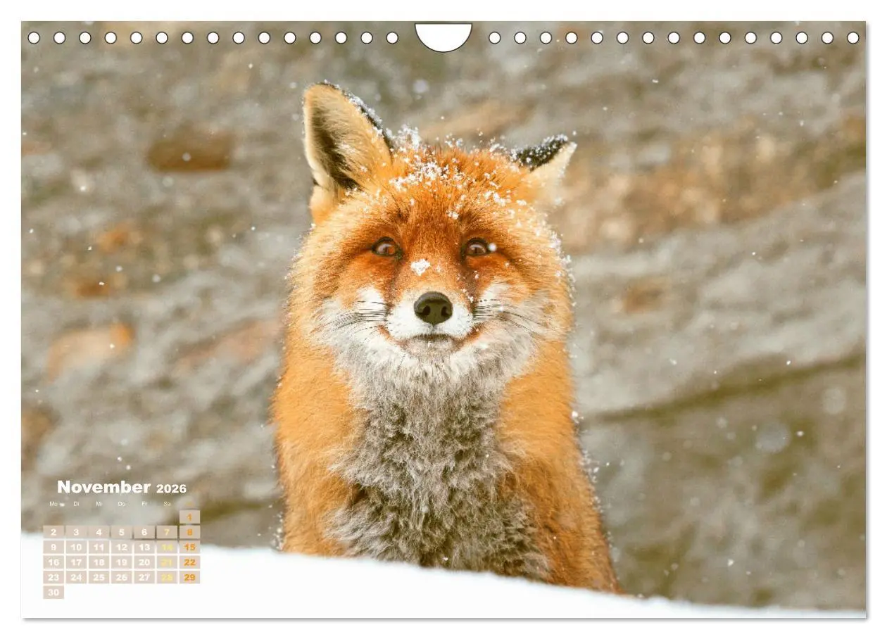 Bild: 9783516600834 | Der Fuchs: Kluger Jäger (Wandkalender 2026 DIN A4 quer), CALVENDO...